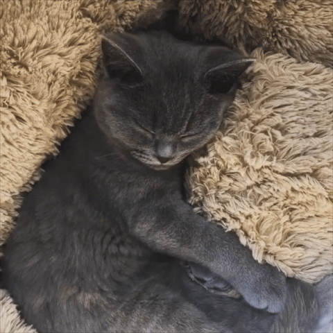 Pet Bed